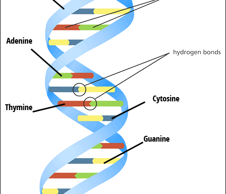 توالی یابی dna - درمان نگار ایندگان