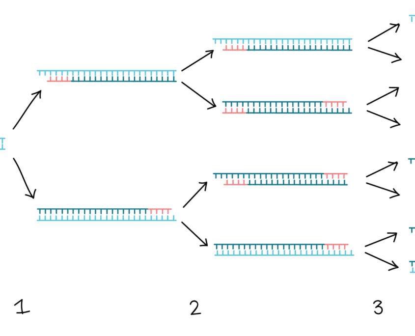 سنتز DNA- فرایند PCR- درمان نگار ایندگان