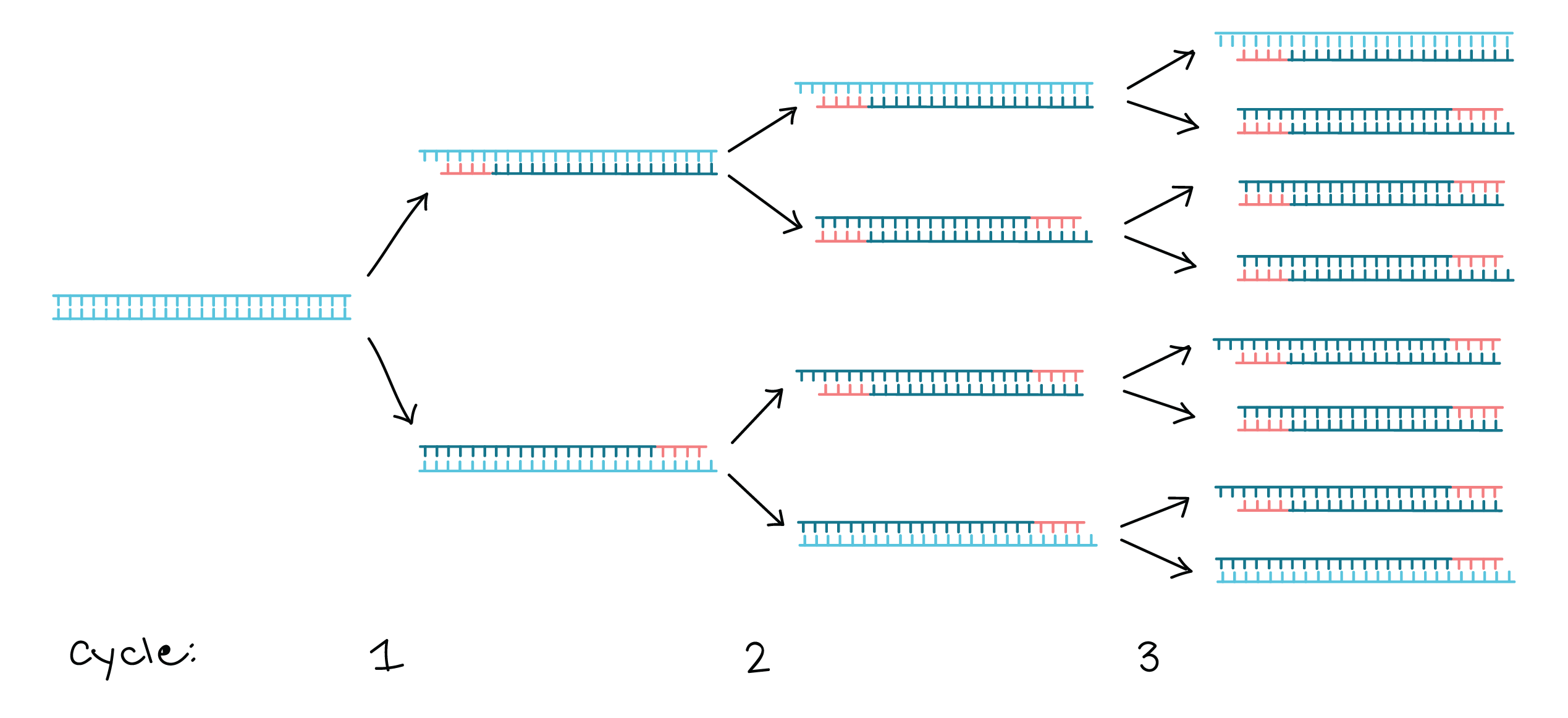 سنتز DNA- فرایند PCR- درمان نگار ایندگان
