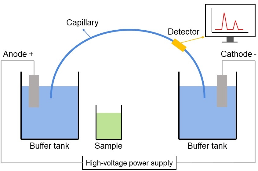 الکتروفورز کپیلاری یا الکتروفورز مویینه (Capillary-Electrophoresis) - درمان نگار ایندگان