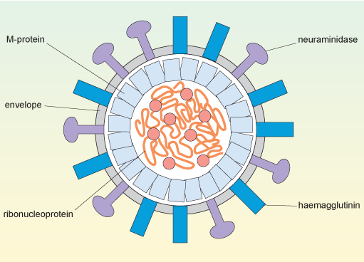 بیماری انفولانزا - شرکت درمان نگار آیندگان