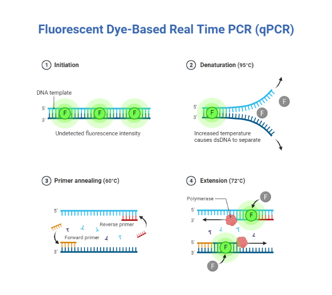 Real-Time PCR چگونه کار میکند؟ - درمان نگار آیندگان