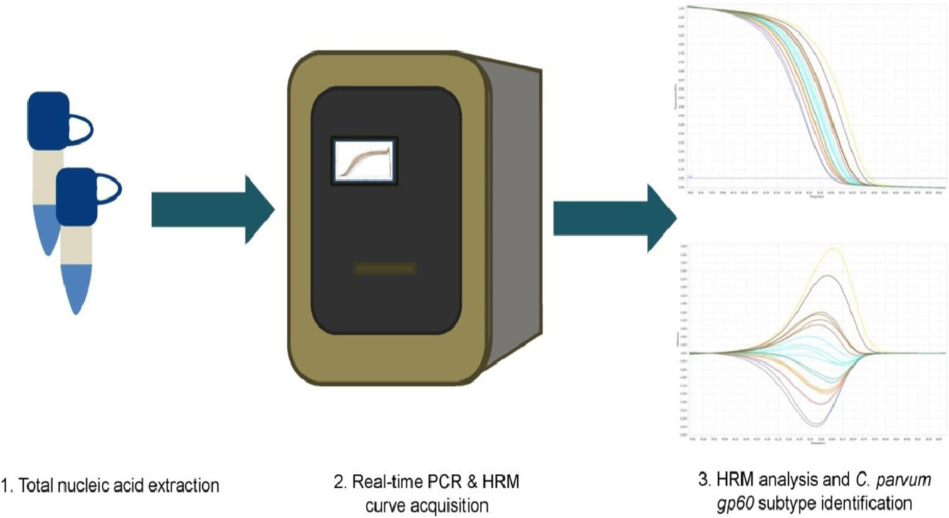 انواع پروب و HRM دستگاه Real time PCR - شرکت درمان نگار