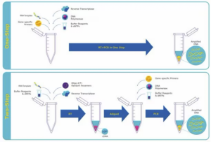 (one step و two step) RT-PCR - شرکت درمان نگار آیندگان