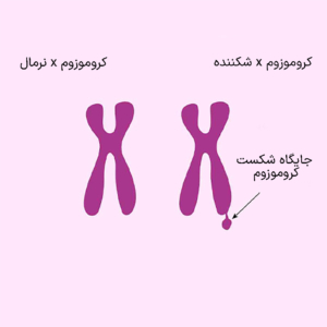 کروموزوم x شکننده.