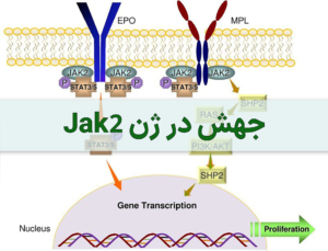 جهش در ژن jak2 - شرکت درمان نگار آیندگان