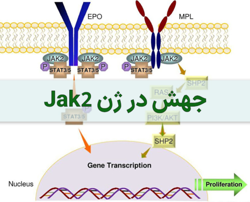 جهش در ژن jak2 - شرکت درمان نگار آیندگان