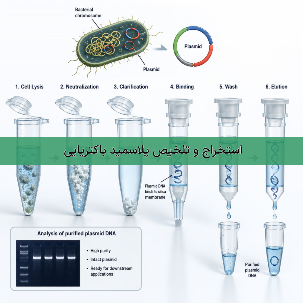 استخراج و تخلیص پلاسمید باکتریایی- شرکت درمان نگار آیندگان
