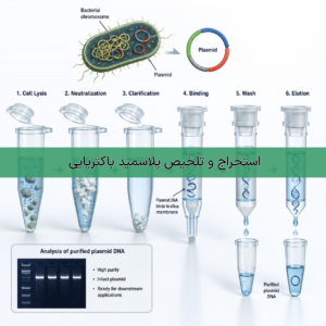 استخراج و تخلیص پلاسمید باکتریایی- شرکت درمان نگار آیندگان