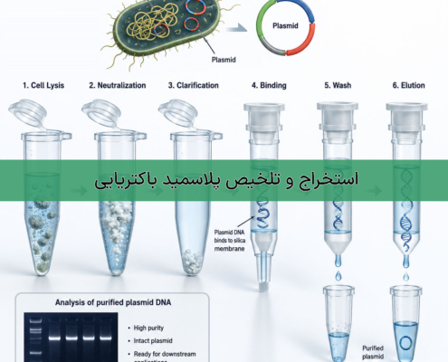استخراج و تخلیص پلاسمید باکتریایی- شرکت درمان نگار آیندگان