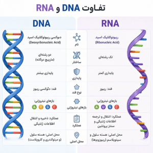 تفاوت میان dna و rna