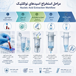 مراحل استخراج نوکلئیک اسید