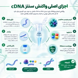 اجزای-اصلی-واکنش-سنتز-cDNA